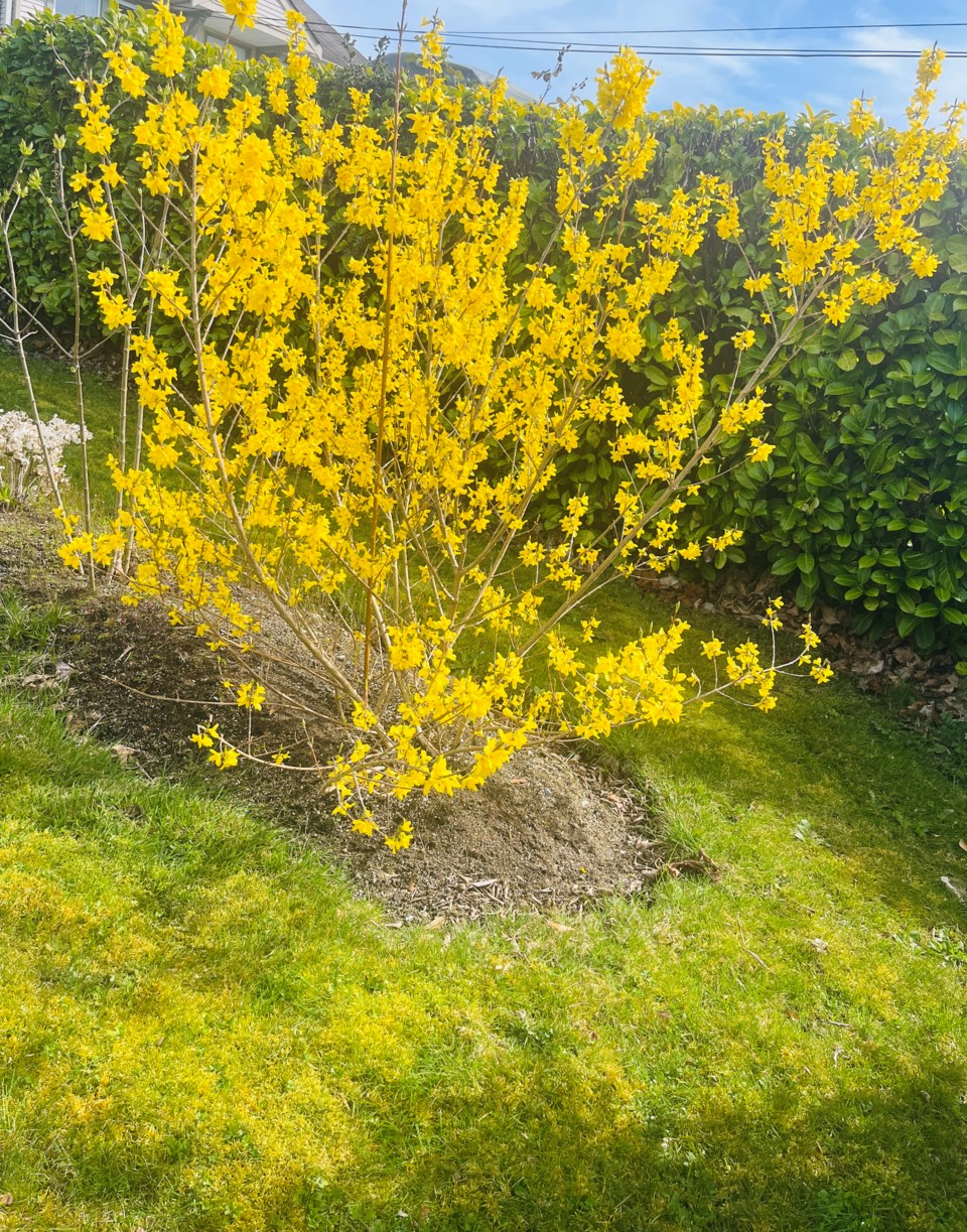 3025_spring_bloom-1