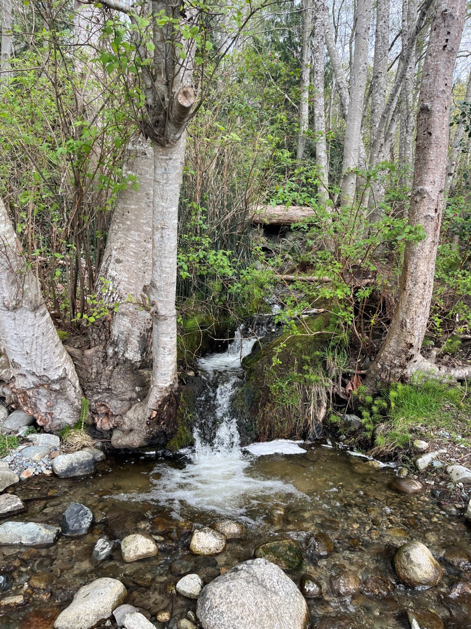 3028_wetland_project_earth_day
