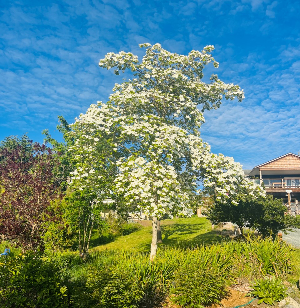 3030_dogwood_algoma