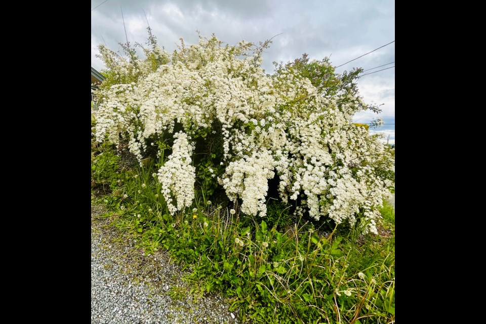 COLOUR BURST: Flowers have been blooming this past week with a variety of colours. The photo above was taken of a bridalwreath spirea in Westview.

