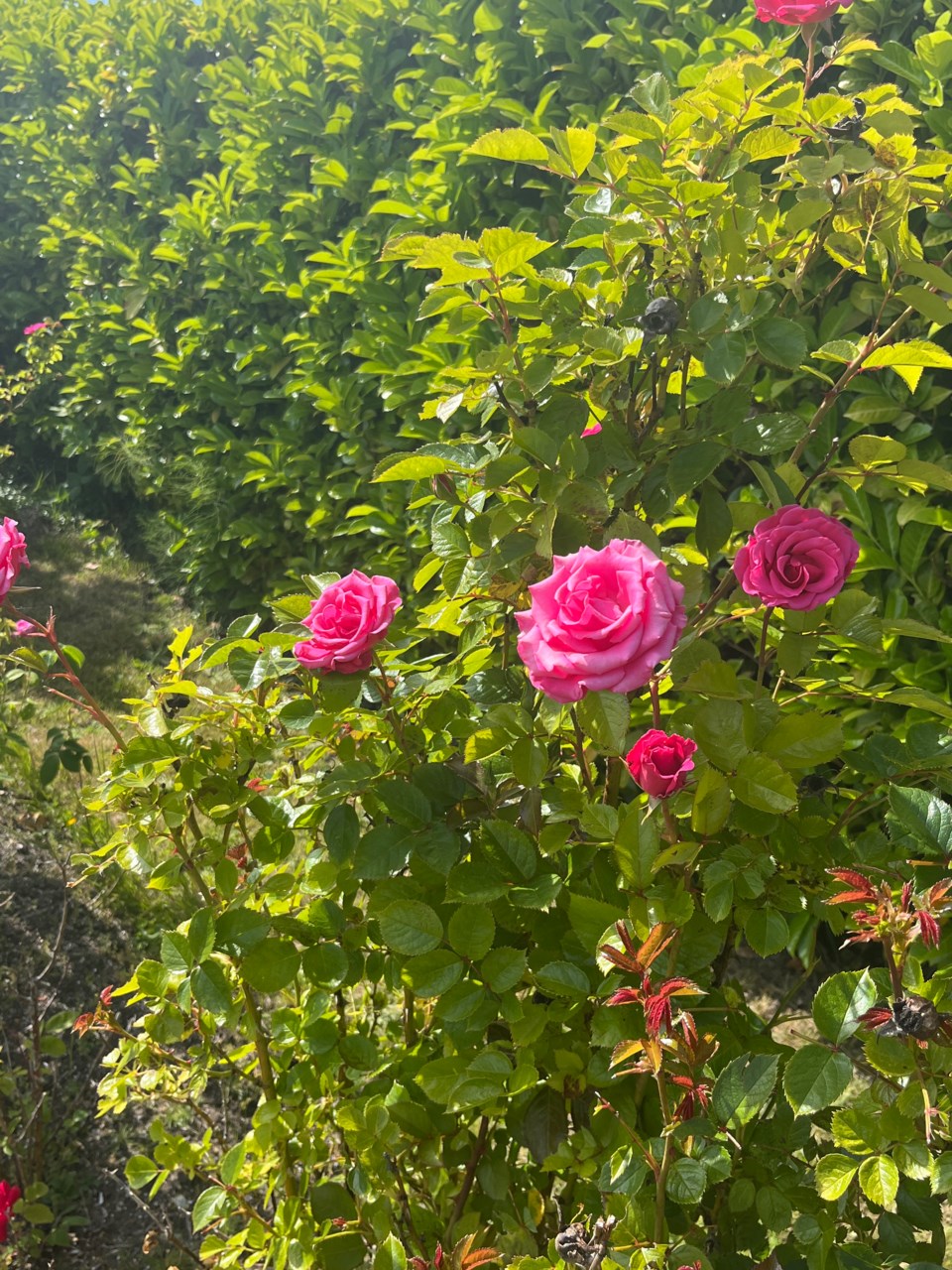 3036_roses