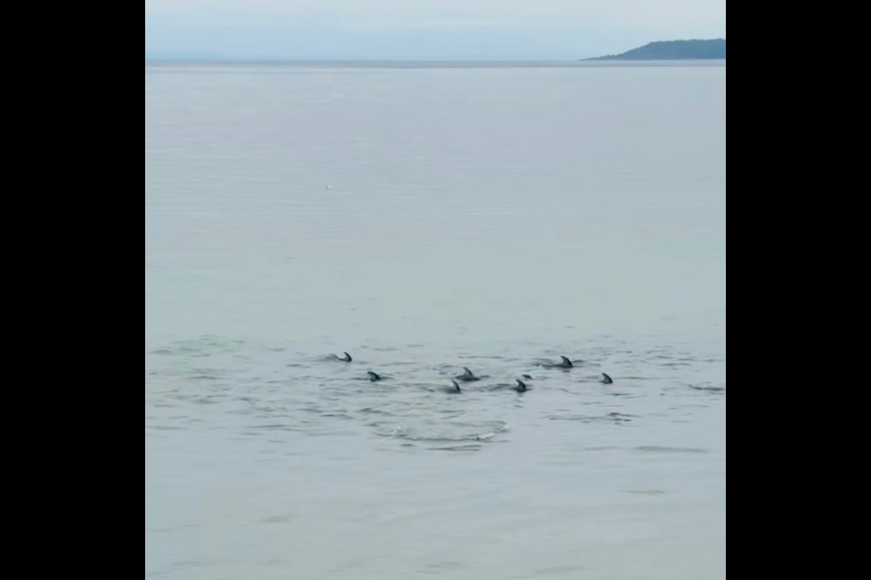 DOLPHIN POD: qathet resident Debra Dunham was down at Willingdon Beach this morning and captured on video a pod of dolphins swimming in the bay.
