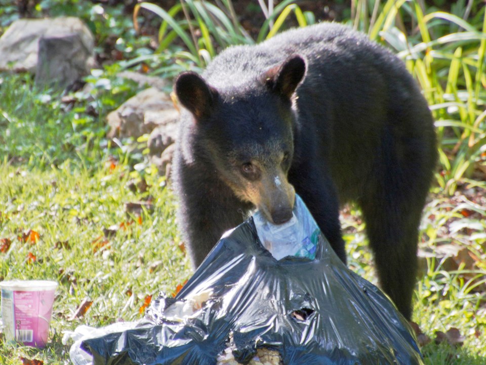 2727_lets_talk_trash_bears_gargbage