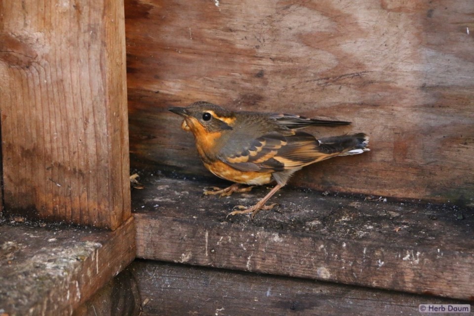 2908_thrush_prowls