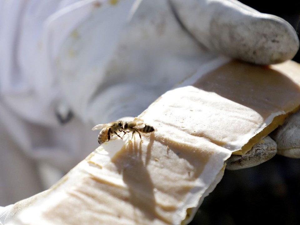 2734_LJI_beekeeping