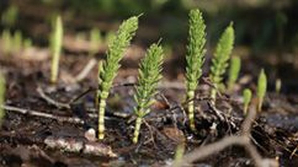 2735_LJI_indigenous_forest_gardens