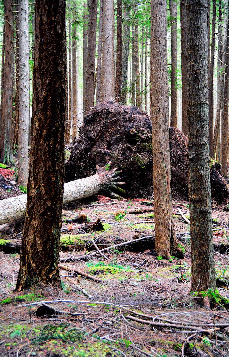 april_11_rick-mcgrath_tree_fingers_penticton_trails