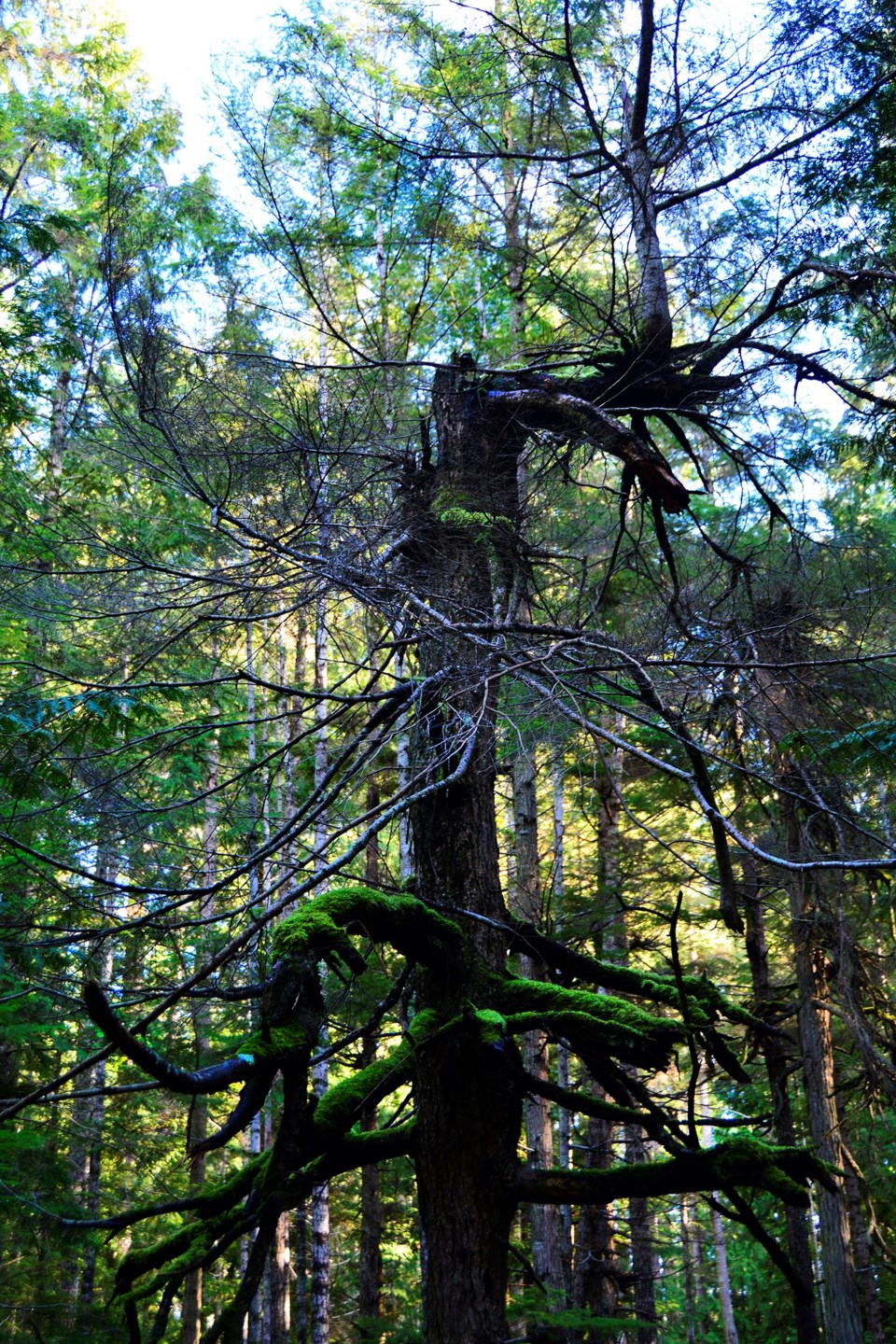 april_28_rick-mcgrath_penticton-trails