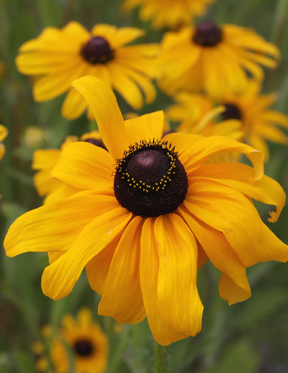 august_14_paul-den-ouden_rudebeckia_city_hall