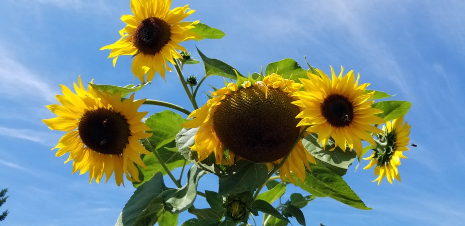 august_17_lisa_hansen_sunflower