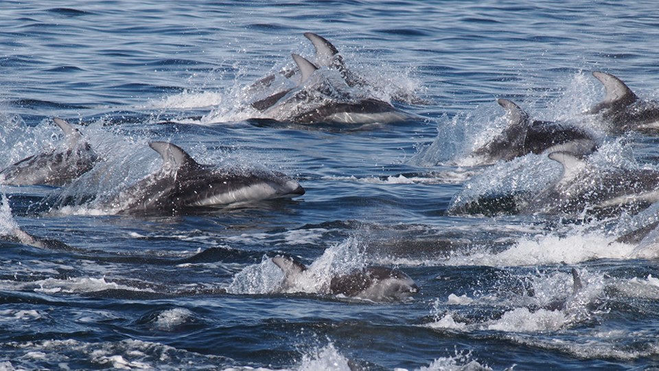 august_18_paul-den-ouden_pacific-white-sided-dolphins