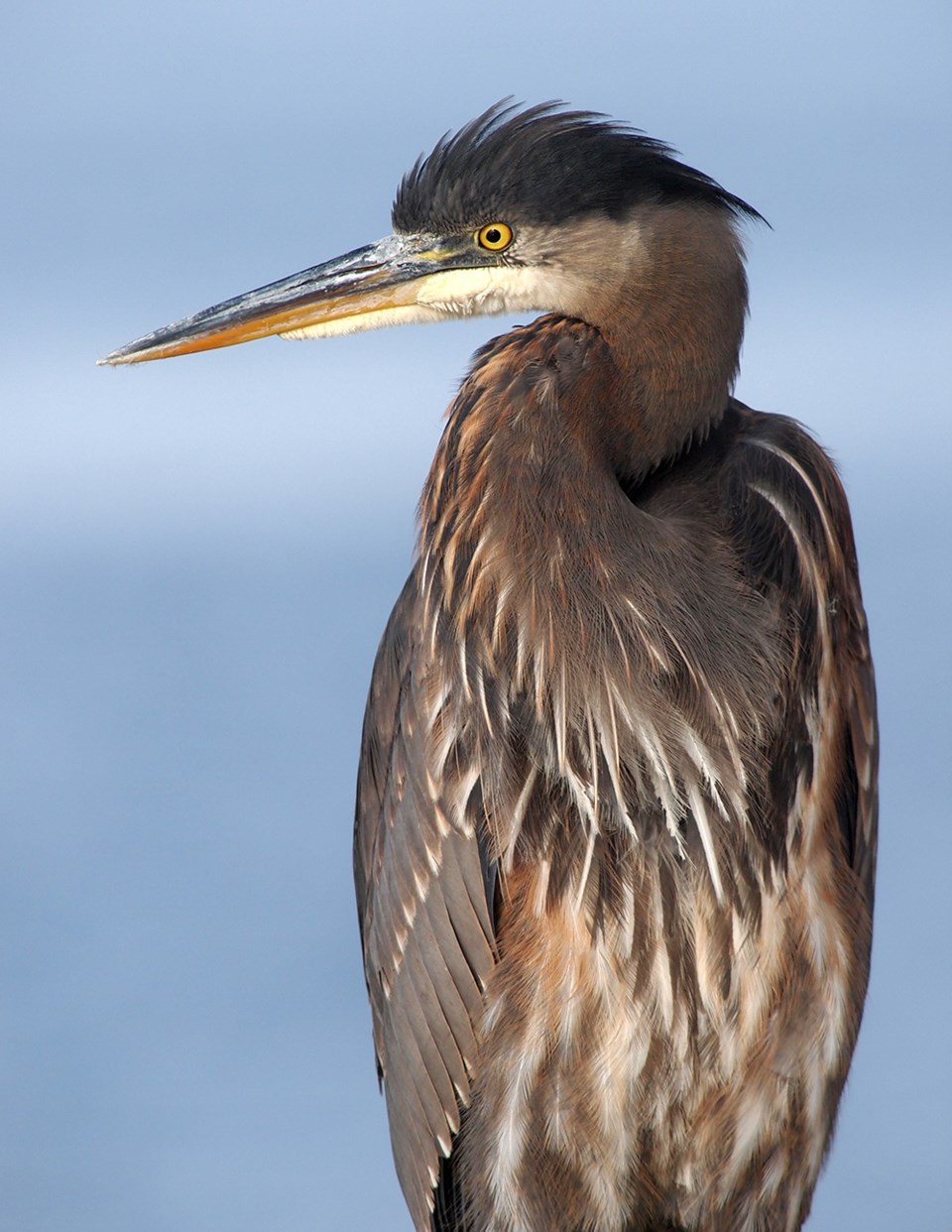 december_29_paul-den-ouden_heron_harbour