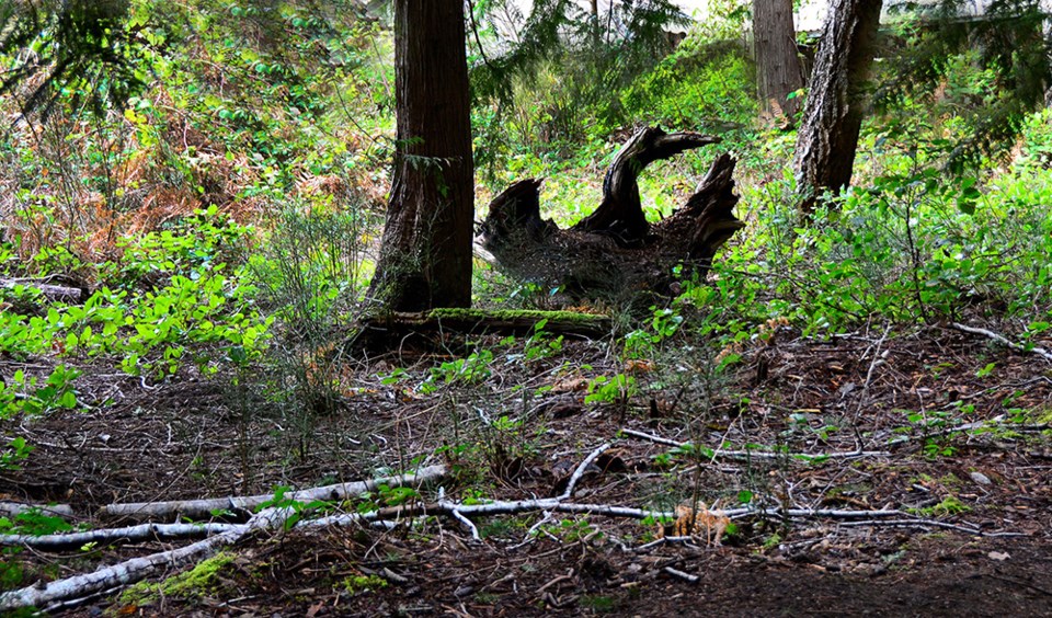 february_24_rick-mcgrath_penticton-trails_swan