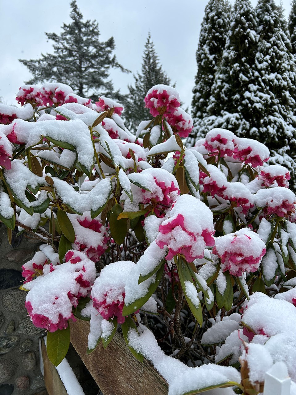 february_27_carmela_oldfield_rhododendron_2