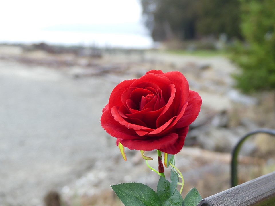 february_9_ian-currie_willingdon-beach
