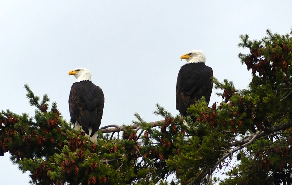 january_18_ian-currie_eagle-pair_viewpoint