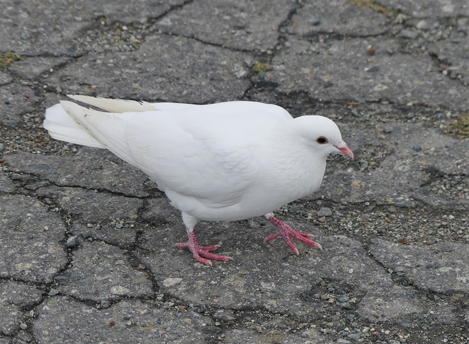 january_10_ian-currie-white-pigeon-2