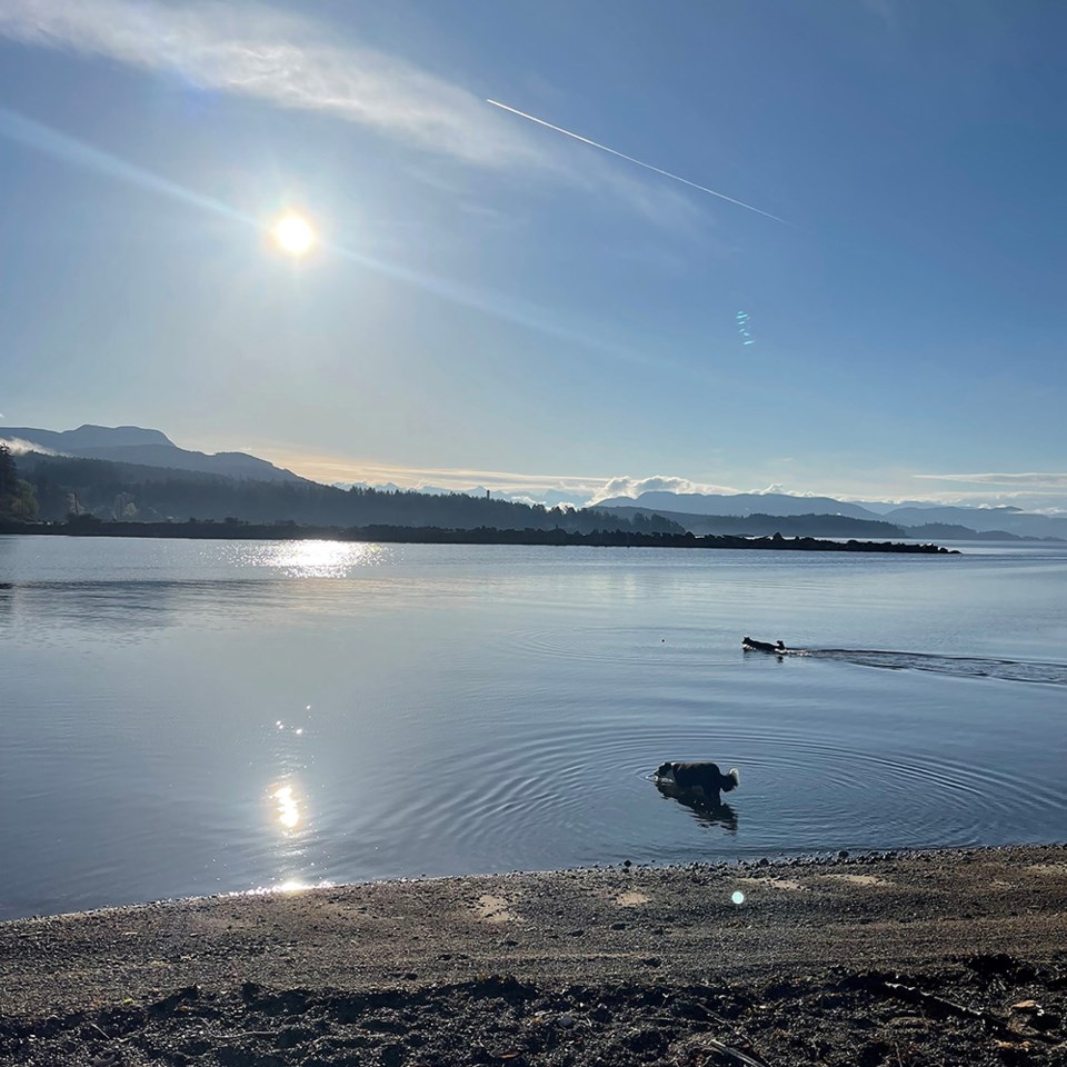 july_17_randy-donovan_brew_bay_morning_dog