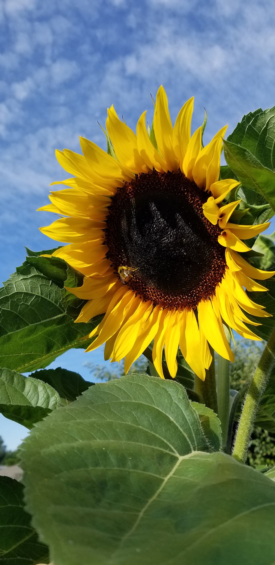 july_26_lisa_hansen_sunflower_bee