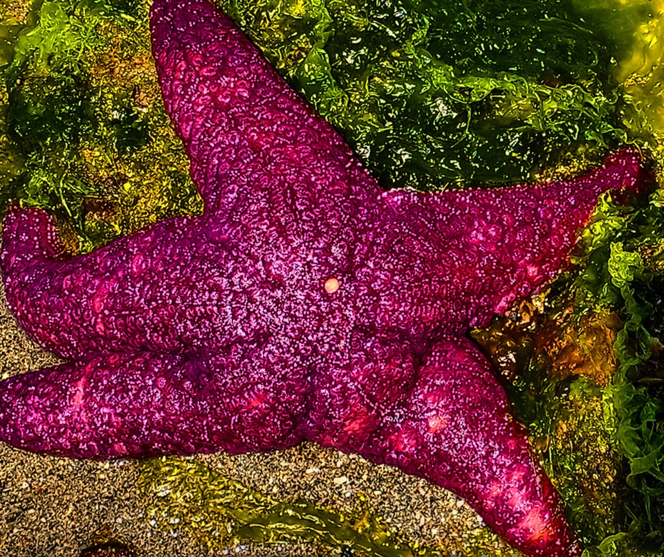 june_13_yolanda_gravnic_myrtle_rocks