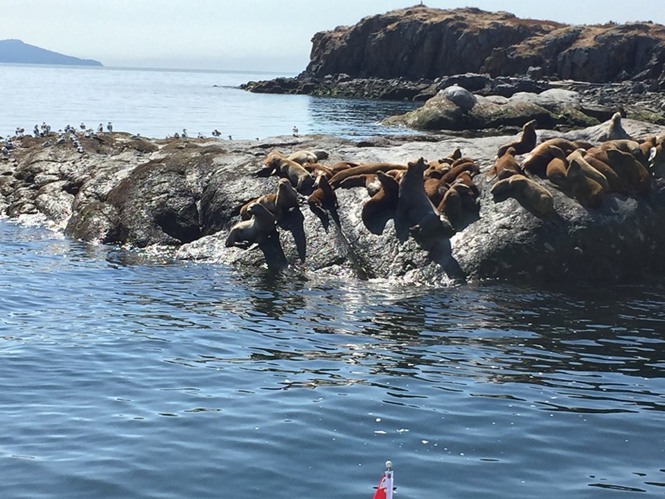 june_22_william_kato_sea-lions_ahgykson