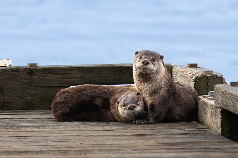 march_13_celine_pollard_harbour_river-otter-mom-and-young