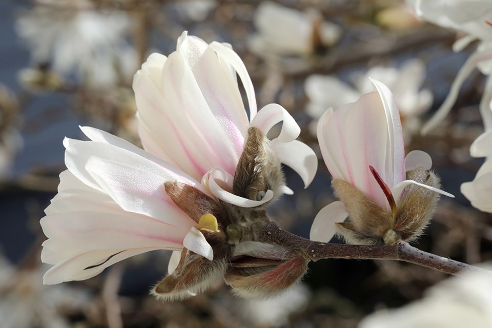 march_23_paul-den-ouden_magnolias_dwight_hall