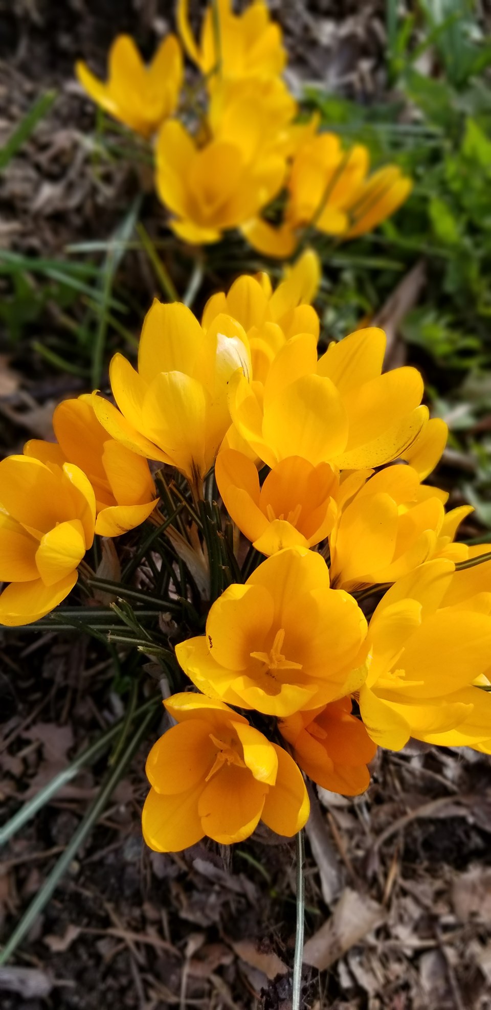 march_27_janet_hansen_crocus_duncan_street