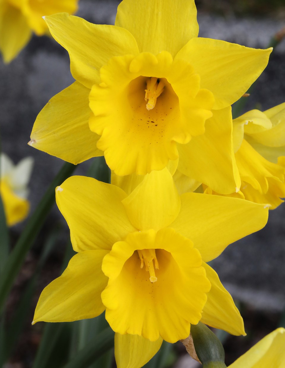 may_11_paul_den_ouden_daffodils_museum