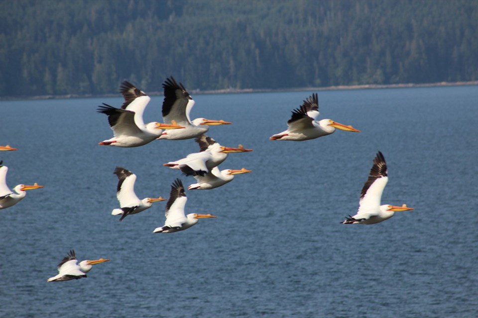 may_8_elizabeth_kennedy_pelicans