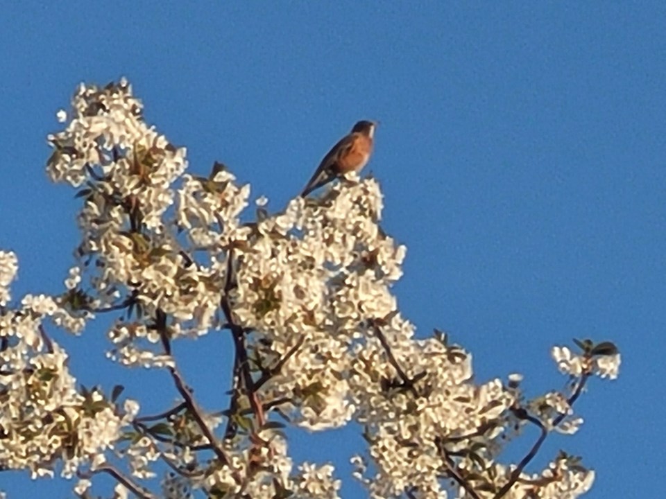 may_9_glenn_holstine_robin_on_perch