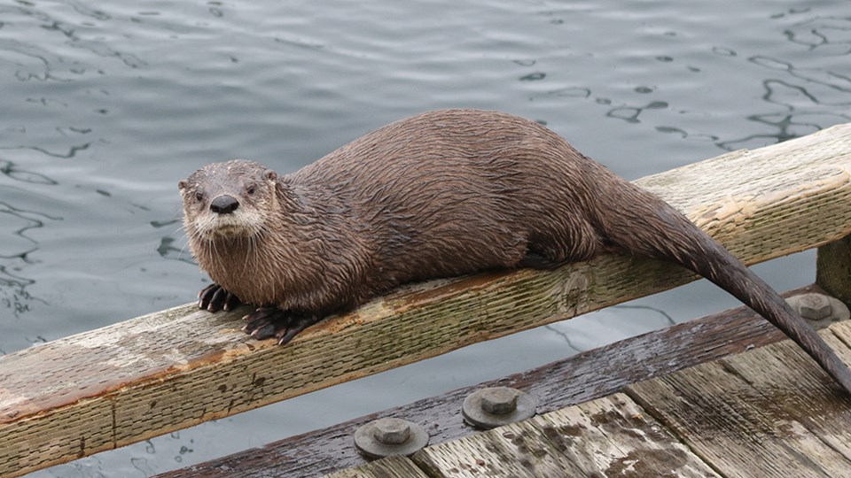 november_15_paul-den-ouden_otter_north-harbour