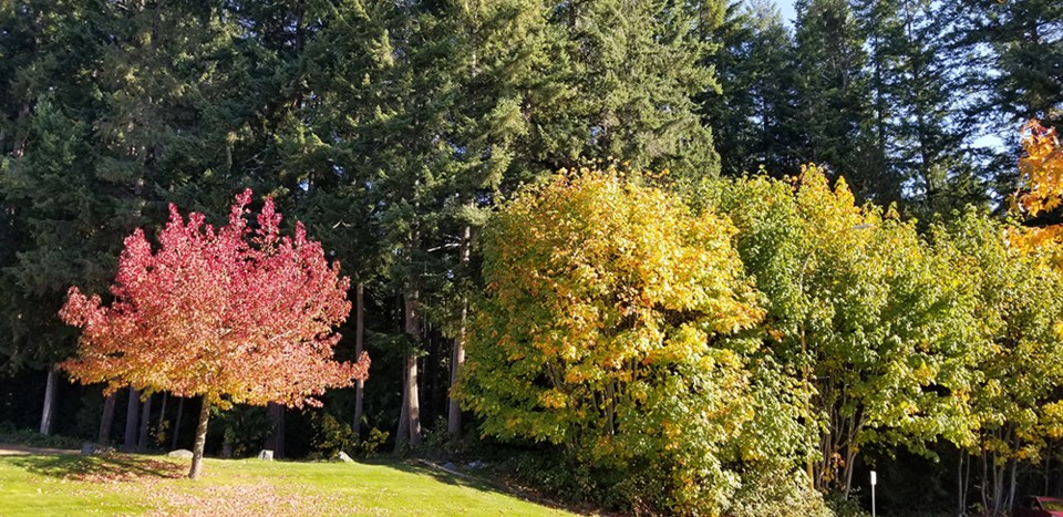 november_27_janet_hansen_complex_fall_colours