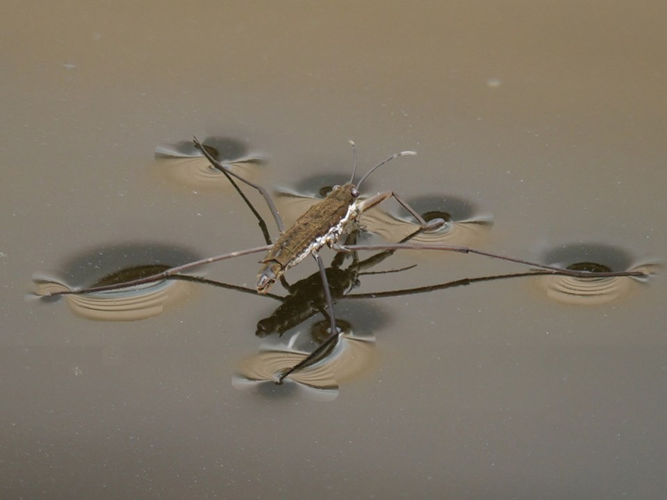 october_23_yvon-ricard_water-strider