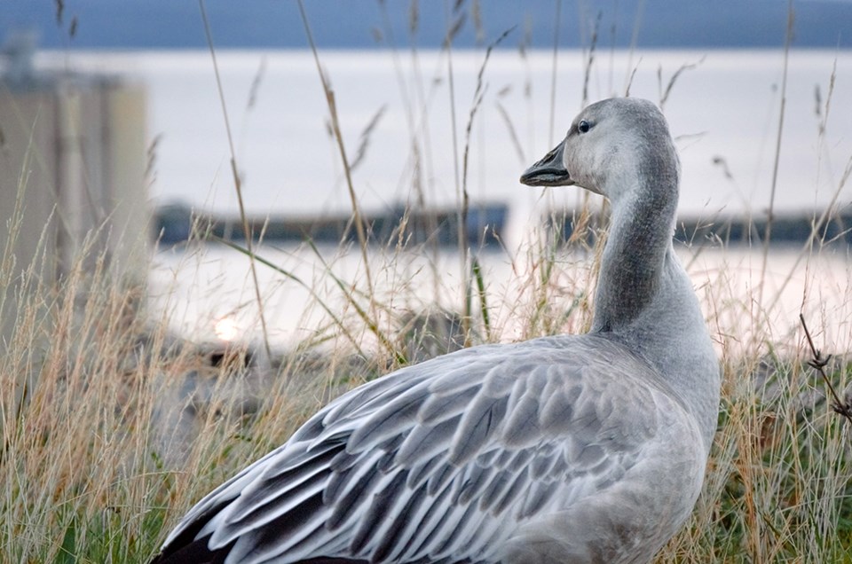 october_25_vanesa-acuto_snow-goose