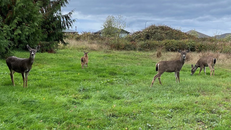 october_26_joyce_carlson_deer_manson_below_airport