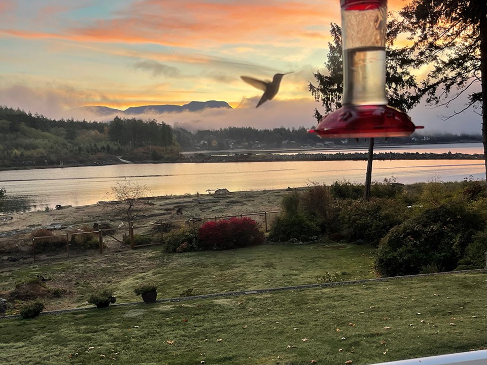 october_27_randy_donovan_hummingbird
