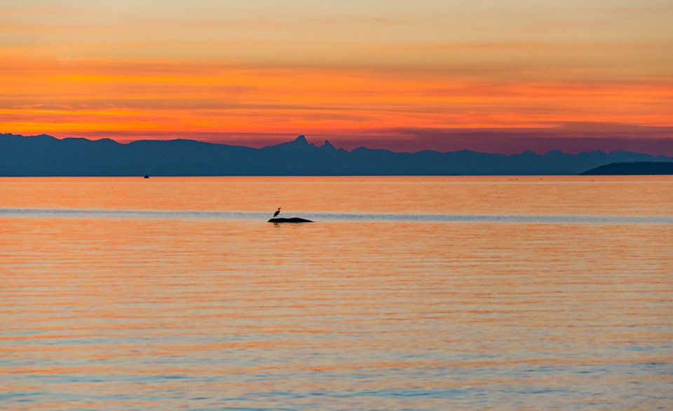 october_3_vanesa-acuto_sunset-above-vancouver-island
