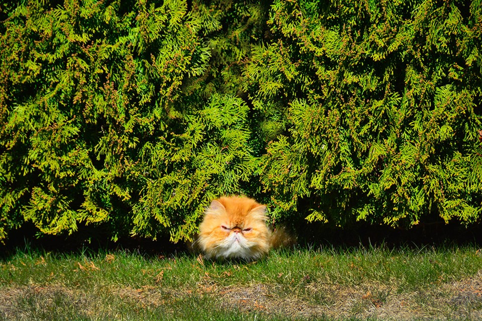 september_14_rick_mcgrath_hiding_cat