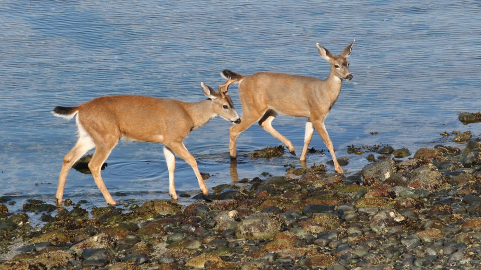 september_27_paul-den-ouden_deer