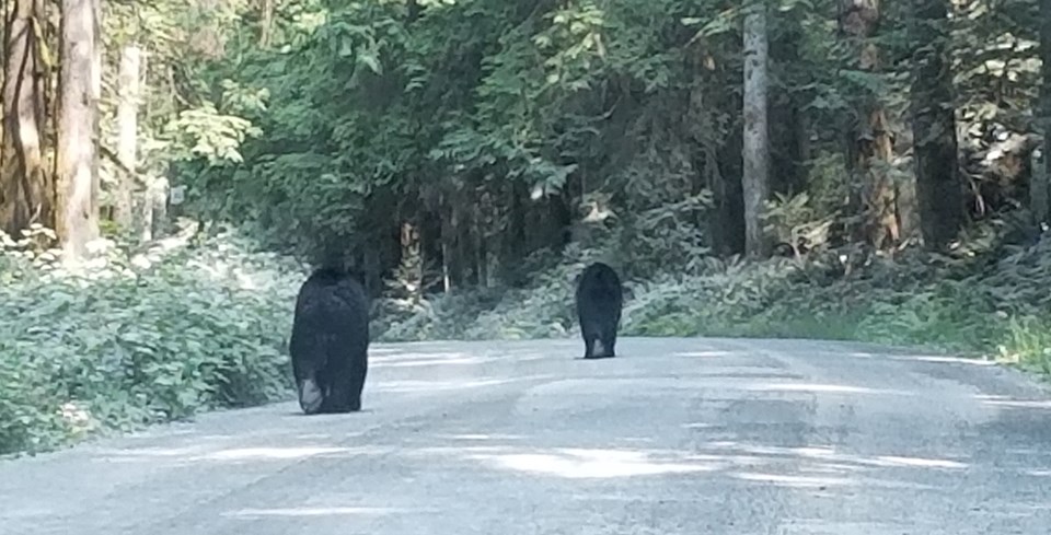 spetember_22_kris_carlson_bears