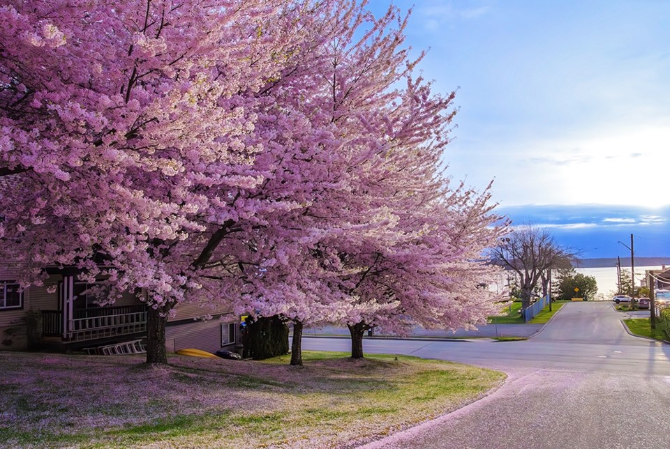 april_10_vanesa_acuto_cherry-trees-on-chestnut