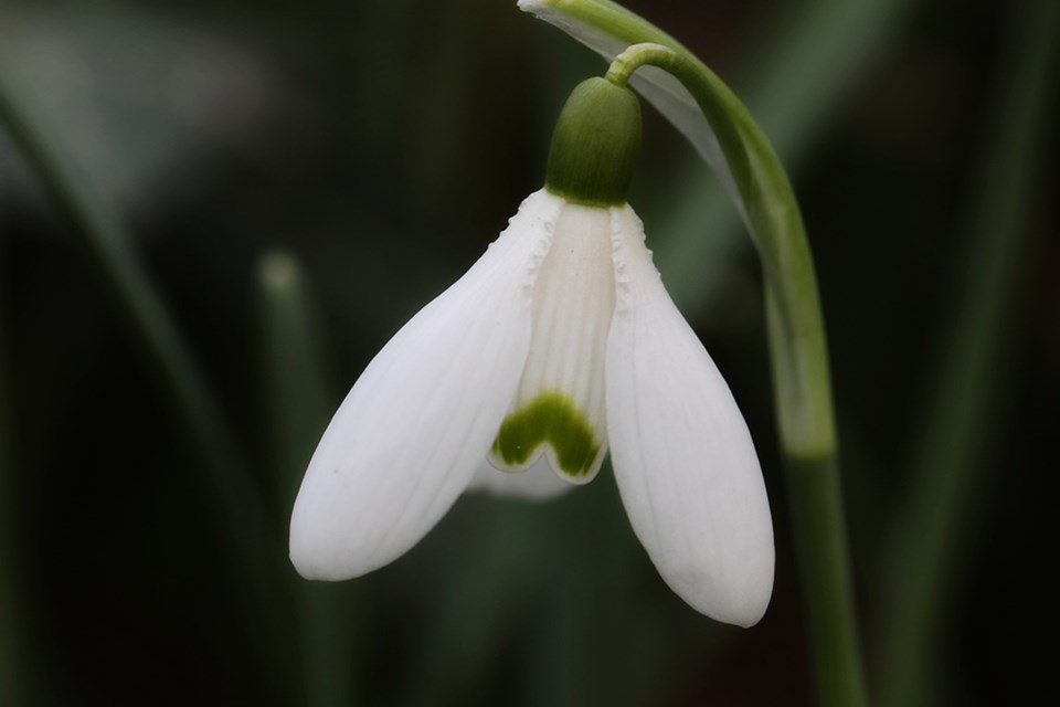 february_14_paul-den-ouden_snowdrop_townsite
