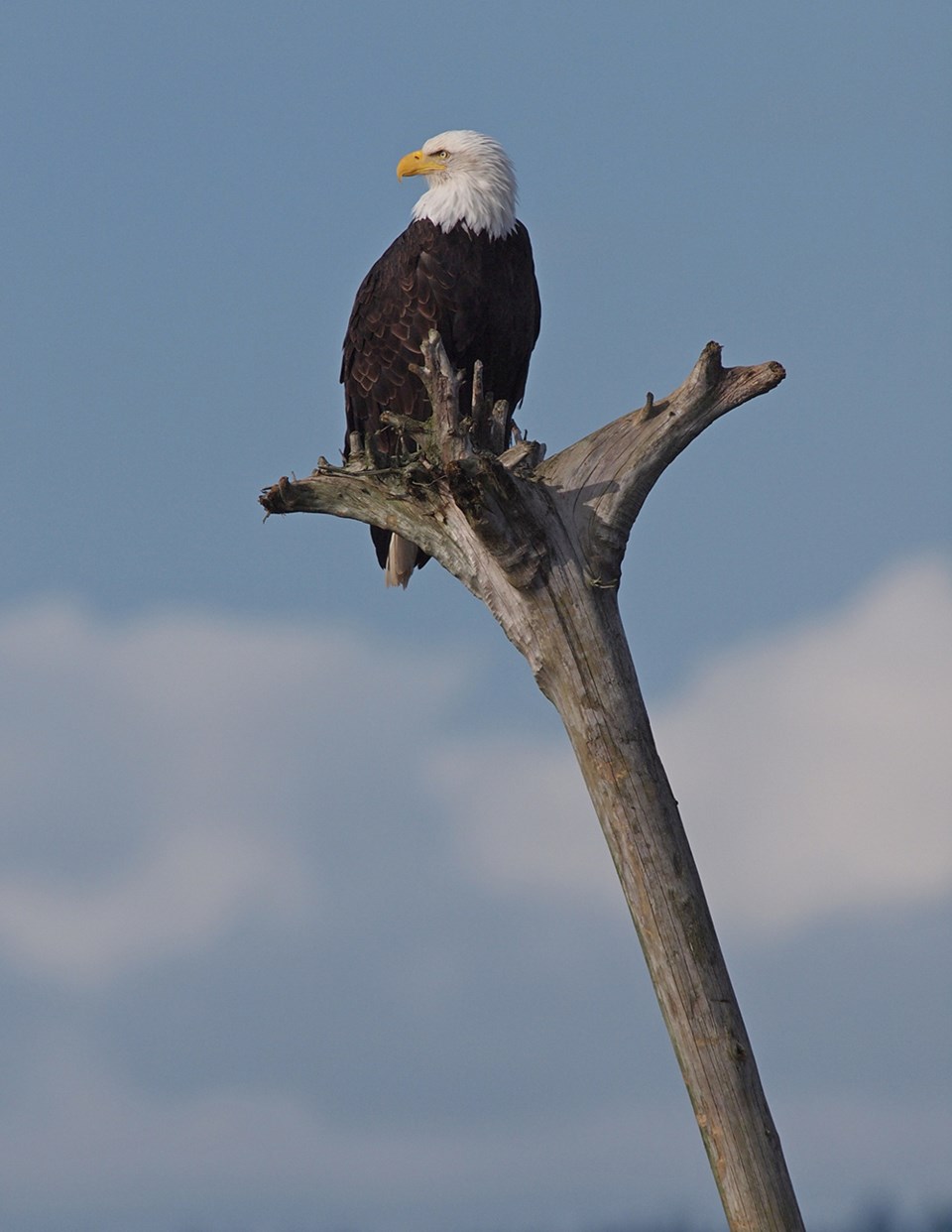 february_23_paul-den-ouden_eagle_westview