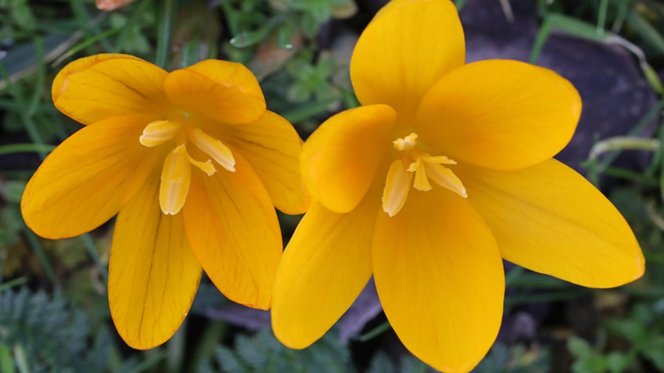 february_5_paul-den-ouden_yellow-croci