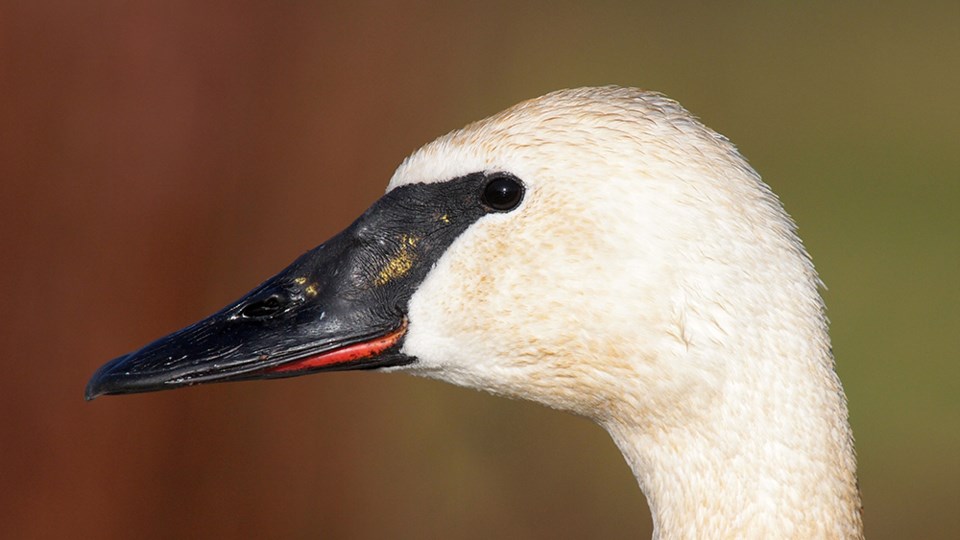 january_25_paul-den-ouden_trumpeter-swan