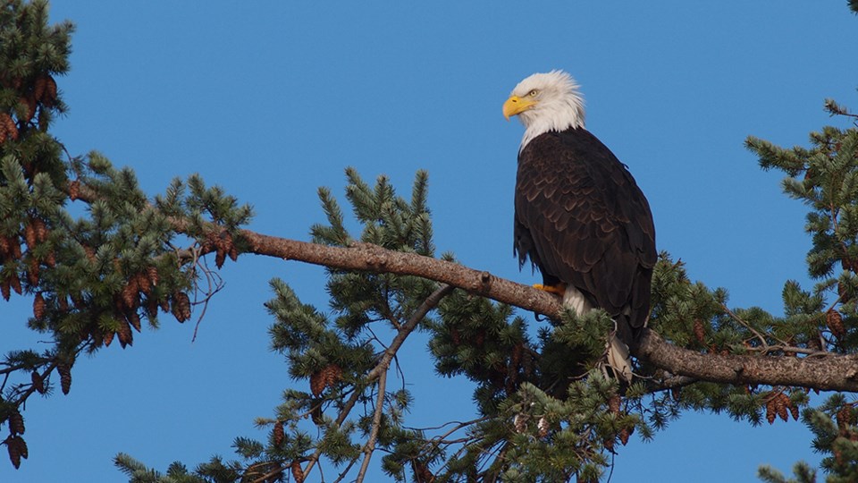 january_31_paul-den-ouden_bald-eagle