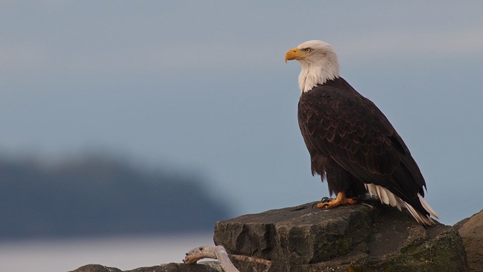 january_5_paul-den-ouden-bald-eagle_south-harbour-breakwater