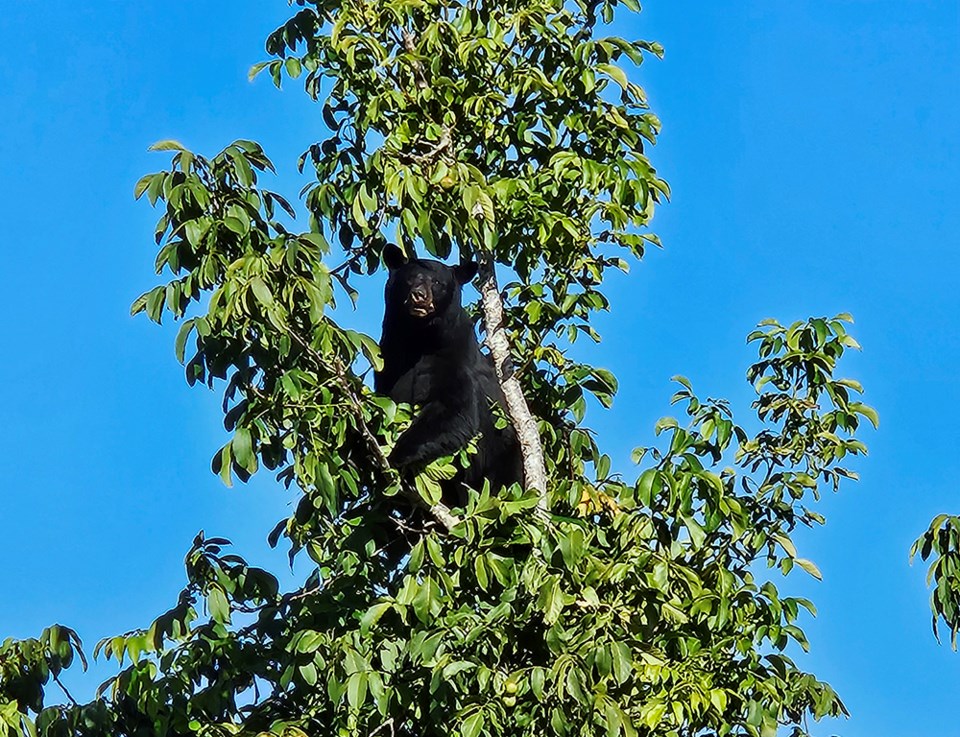 september_28_kris_carlson_wildwood_bear