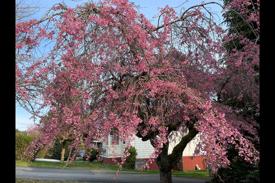 Blooming tree on Duncan Street.